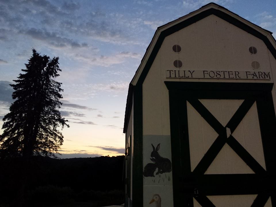 tillyshed