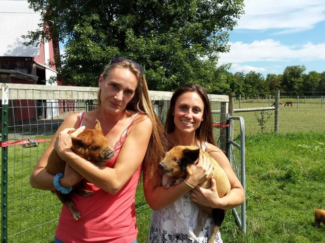 pigs